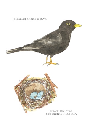 Blackbird and nest copy
