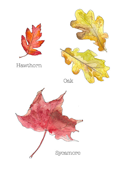 Autumn Leaves web image