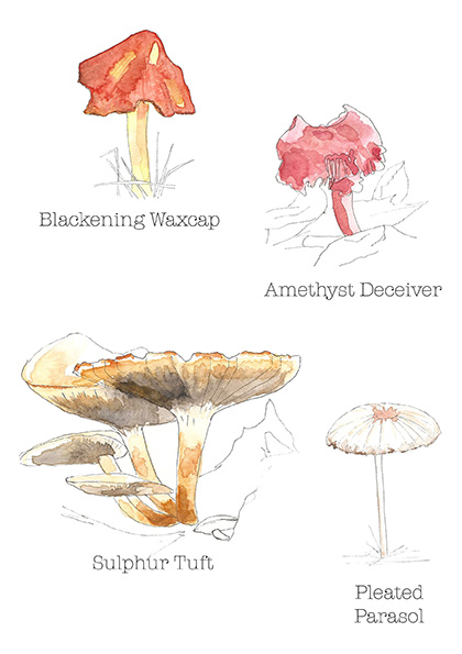 Fungi web image