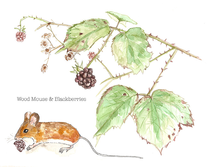 Wood mouse and blackberry web image